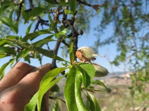<p> Bu arada hamilelikte de karın kısmınıza günde bir defa sürdüğünüz takdirde doğumdan sonra oluşacak çatlakları engellemiş olursunuz. Saç bakımı yaparken de susam yağı fındık yağı ceviz yağı ve çam terebendini badem yağı ile karıştırarak saçınıza sürdükten sonra yarım saat bekleyip saçınızı yıkayabilirsiniz. </p>
