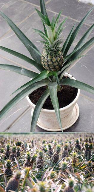 <p><strong>Ananas</strong></p>
