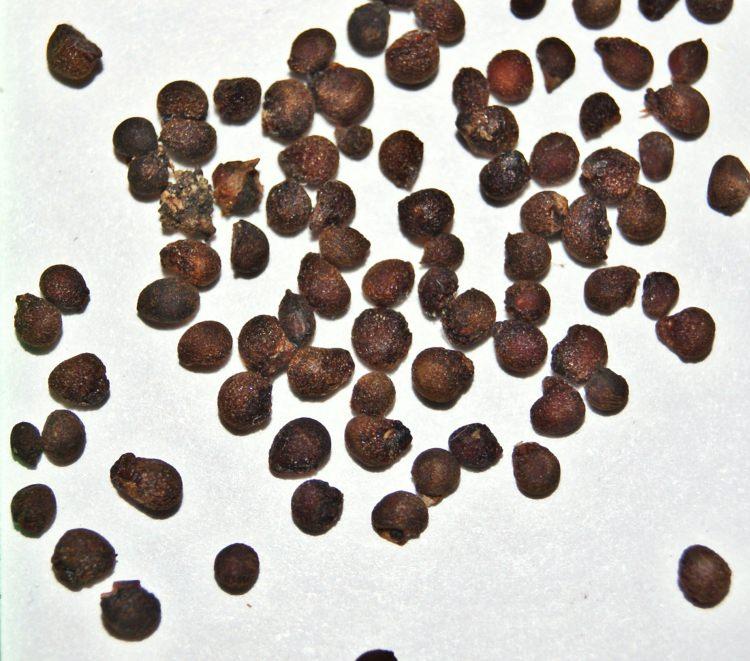 <p> S. Colchici (Çiğdem) ve prep.</p>
