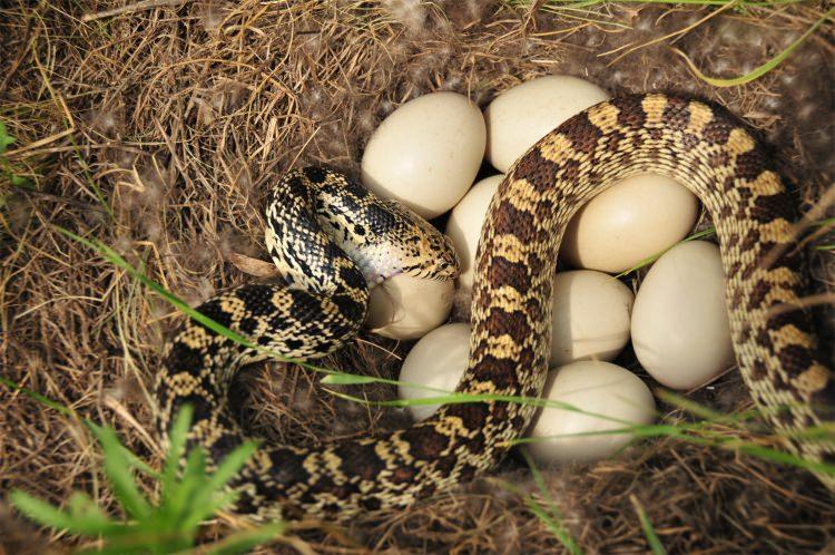 <p>​Dev yılan, boğazından yakalayıp yuttuğu ördekten sonra, ördeğin yumurtalarını da yedi. Yılan, Güney Dakota'daki Lacreek Ulusal Parkı'nda görüntülendi.</p>
