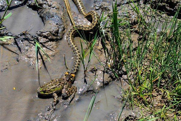 <p>Iğdır Orman ve Su İşleri Şube Müdürü Mete Türkoğlu, yaptığı açıklamada, Yukarı Çıyrıklı köyünde arazi kontrolü esnasında bataklık alanda su yılanının, ova kurbağasını avlarken görüntülendiğini belirtti.</p>

<p> </p>
