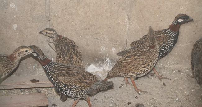 <p>Şırnak'ın Silopi ilçesinde, ihbar üzerine bir evde bulunan nesli tükenmekte olan 14 yavru turaç korumaya alındı.</p>
