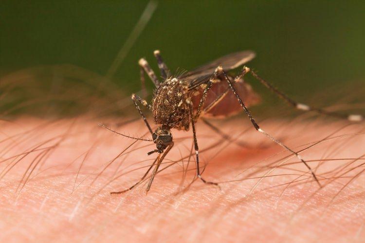 <p>Yaz aylarında herkesin başının belasıdır sivrisinekler. Peki bu sivrisineklerden kurtulmak için ne yapmalıyız...</p>
