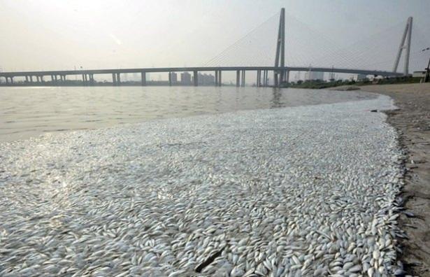 <p>Çin'de geçen hafta patlamalarla sarsılan Tianjin kenti yakınlarındaki nehirde ölü balıklar belirdi.</p>

<p> </p>
