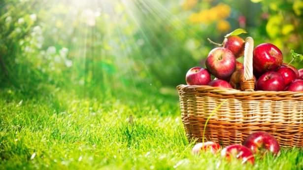 <p>"Sepetteki bir çürük elma tüm sepeti çürütür" diye bir laf vardır. Ancak sadece çürük elma diğer elmaları çürütmüyor, iyi elma da başka meyvelere zarar verebiliyor.</p>
