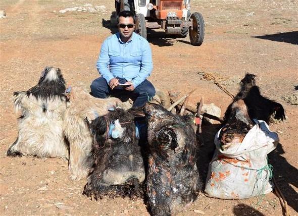 <p>Bu şekilde 5- 15 gün arasında biriktirilen peynirler, daha önce tuzlanarak hazırlanan keçi derilerine dolduruluyor. </p>