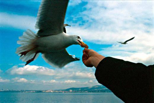 <p>Martılar doğada etçillerdir. Onlara simit yemeyi öğreten Türklerdir.</p>

<p> </p>
