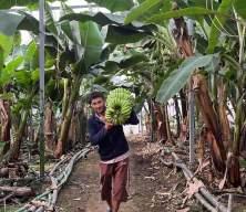 Türk çiftçisinin büyük başarısı! Alanya'yı tropikal üs haline getirdiler