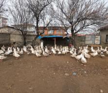 İstanbul'u bıraktı! Memleketinde paraya para demiyor