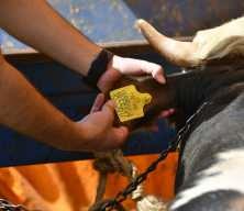 Kurbanlık pazarlıkları başladı! İlk fiyatlar belli oldu 