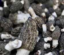 T&uuml;rkiye&rsquo;de ilki başardı: Laboratuvarda &uuml;retti, kilosu servet değerinde