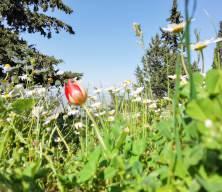 Elini uzatan bir araba parası bor&ccedil;lanır! 