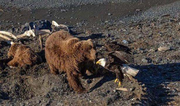 <p><strong>AYIYA KAFA TUTAN KARTALIN SONU KÖTÜ BİTTİ</strong></p>

<p>Kavga etmek için yanlış hayvanı seçen kartalın sonu kötü bitti...</p>
