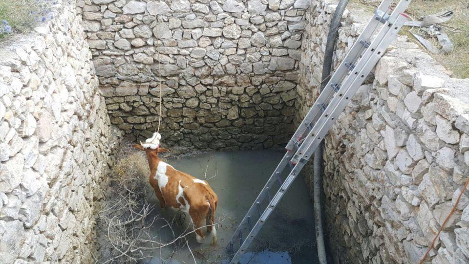 <p>Gelen itfaiye ekiplerinin yaklaşık 1 saatlik çalışmasının ardından, düşen inek su kuyusundan kepçe yardımıyla çıkarılarak sahibine teslim edildi.</p>

<p> </p>
