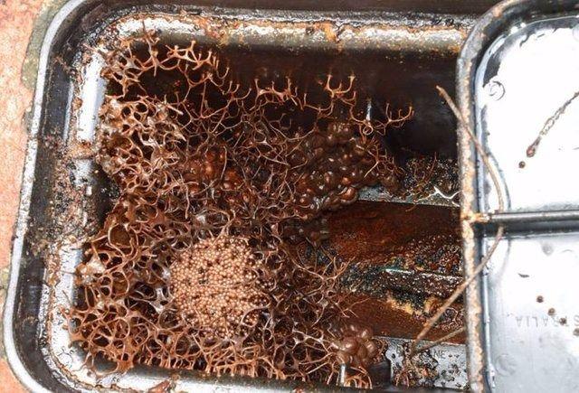 <p>Bir aile yıllardır açılmamış olan su sayacı kutusunu açınca içinde gördükleri karşısında şaşkına döndü.</p>
<p> </p>