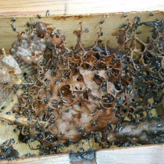 <p>İçindeki canlıları inceleyen aile, değişik bir arı türünün su sayaç kutusunu kovana çevirdiğini fark etti.</p>
<p> </p>