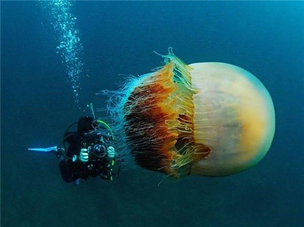 <p>Denizanası veya medüz, Scyphozoa ve Cubozoa sınıflarında bulunan, serbestçe yüzen ve beyni bulunmayan deniz canlısı.</p>
