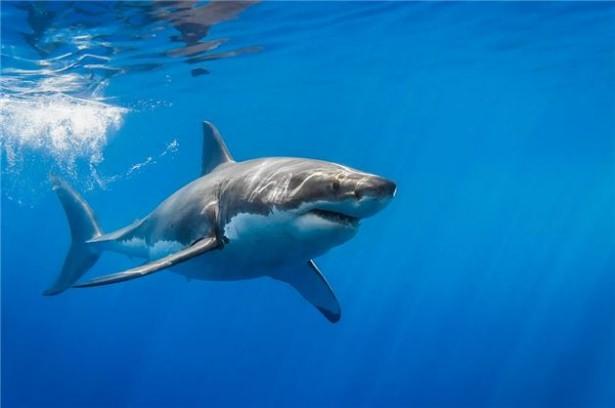 <p>Jaws filmlerinden bildiğimiz büyük beyaz köpek balığı 7 metre.</p>
