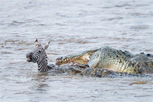 <p>Suyun içinde sessizce zebraya yaklaşan timsah bir anda avına saldırdı ve böyle parçaladı.</p>
<p> </p>
