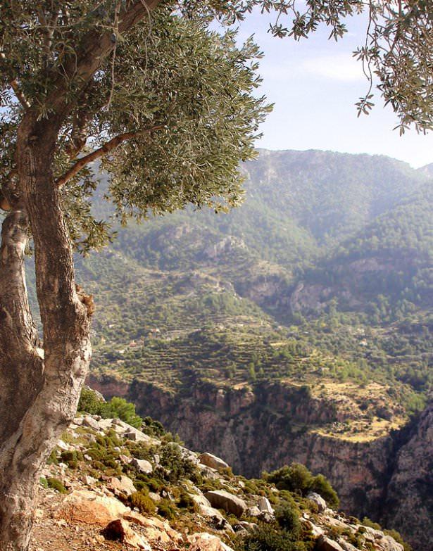 <p>Faralya</p>
