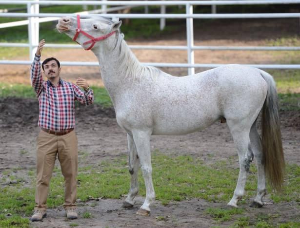 <p>Türk atçılığının en ünlü Arap atlarından olan ve Karacabey ilçesindeki harada yetiştirildikten sonra 5 sene yarışlarda başarılı sonuçlar elde edilen "CAŞ"tan, 20 kısrakla çiftleştirilerek şampiyon adayı taylar yetiştirilmesi hedefleniyor.</p>
