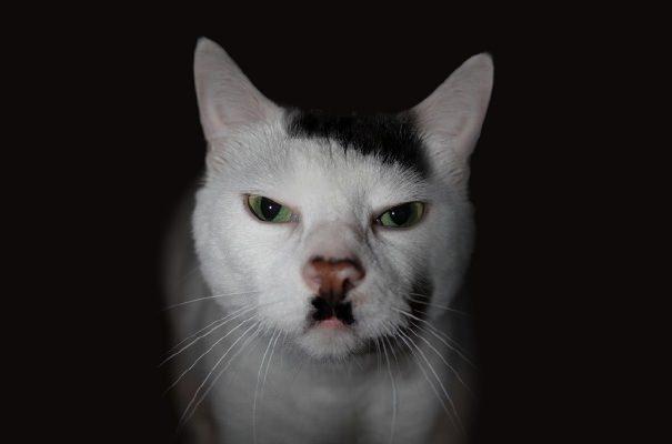 <p>Kitler</p>
