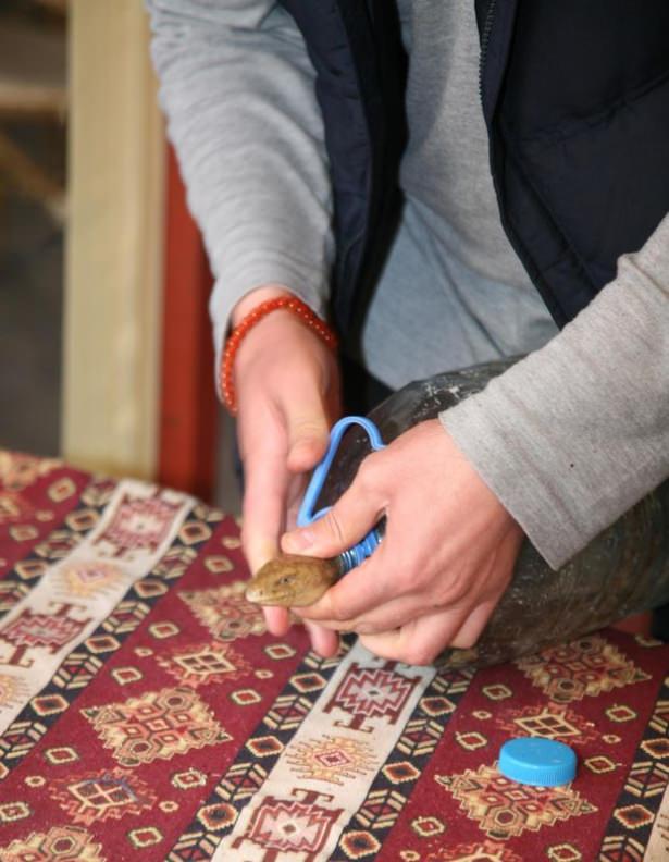 <p>Kısa süren kovalamacanın ardından o sırada kahvede oturan Suriyeli Hasan Muhammed Emin diğer esnafın da yardımıyla yılanı eliyle yakaladı. </p>

<p> </p>
