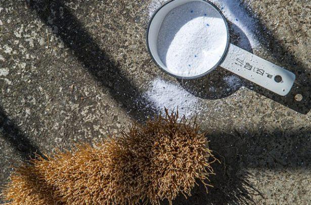 <p>Ahşap ve betonu çamaşır deterjanıyla silin </p>
<p> </p>