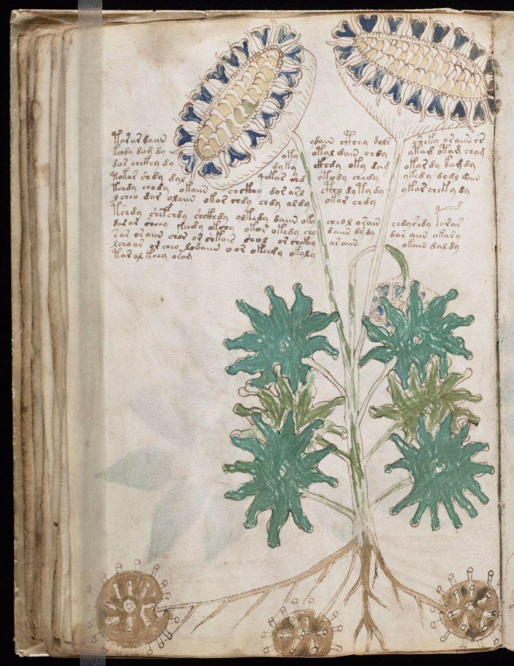 <p><strong>Voynich Yazısı</strong><br />
<br />
Ünlü Voynich Yazısı, olağanüstü derecede üstün yetenekli bir çocuğa ait bir boyama kitabı gibi görünüyor. Bu resimlenmiş kodeks, 20. yüzyılın başında halk tarafından biliniyordu ve henüz kimse bu yazı sistemini kıramadı. Bazı sayfaların kodeksinin eksik olması ise yazıların kırılmasını daha da zorlaştırıyor.</p>