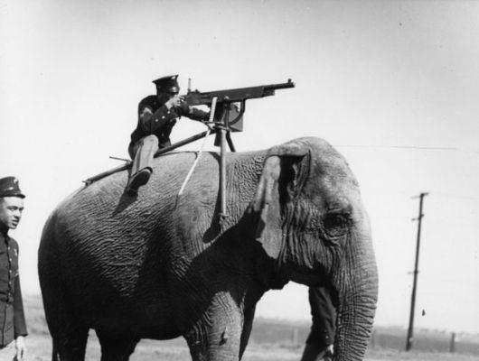 <p><strong>Birinci Dünya Savaşı'nda fil silahı.</strong><br />
 </p>
