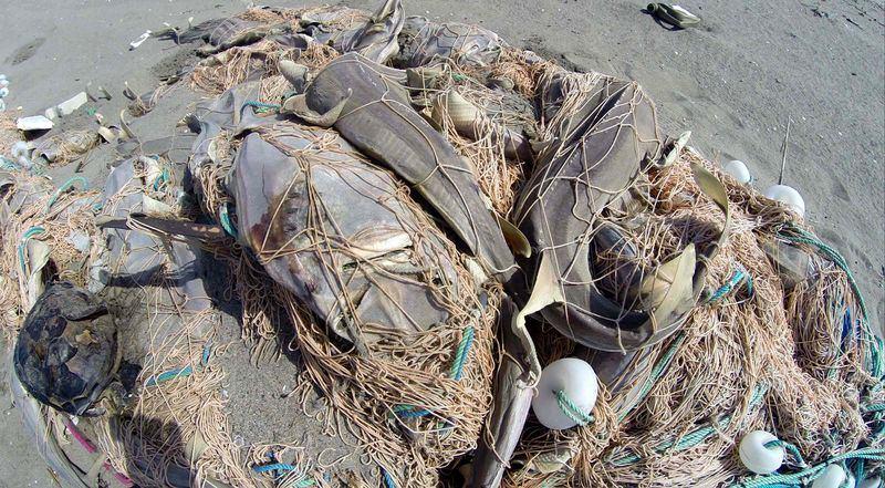 <p>Mersin’in Tarsus ilçesinde sahile vuran ağlarda çok sayıda ölü caretta caretta yavruları ile saban ve vatoz balıkları da bulundu. </p>
