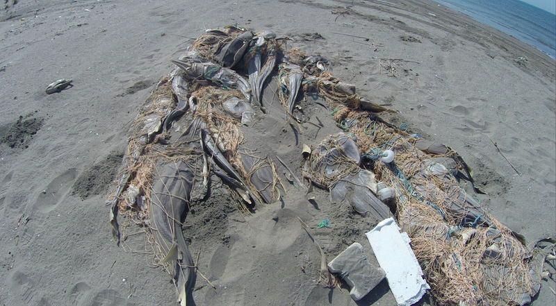 <p>Tarsus Avcılar Kulübü üyesi amatör balıkçıları tarafından Tarsus Plajı'nda, ağlarda, ölü halde caretta carettalar ile saban, vatoz ve diğer bazı balıklar tespit edildi. </p>
