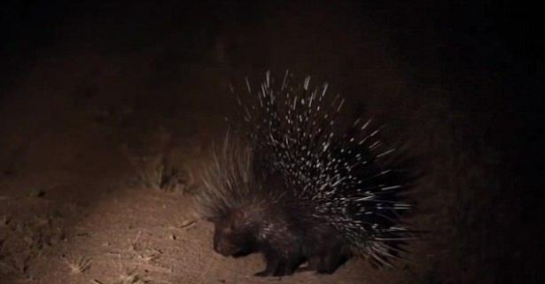 <p>Güney Afrika'da Kruger Ulusal Parkı'ndaki 17 aslan tarafından etrafı çevrilmiş bir kirpi, kendini savunmak için uzun süre çaba harcadı...</p>

<p> </p>
