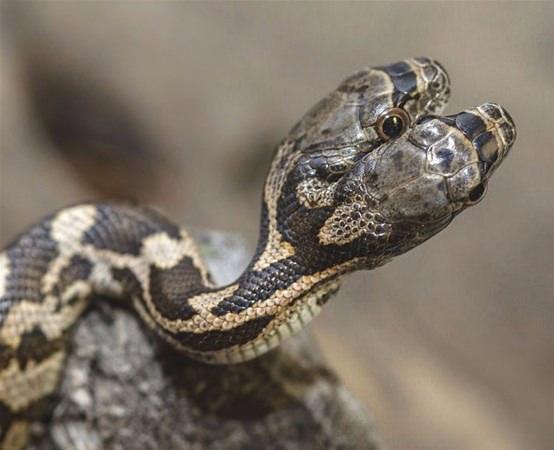 <p>ABD'nin Kansas eyaletinde çift başlı bir yılan Jason Talbott tarafından görüntülendi.</p>

<p> </p>
