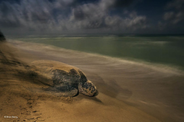 <p>Amfibiler ve Sürüngenler (Brian Skerry)</p>
<p> </p>