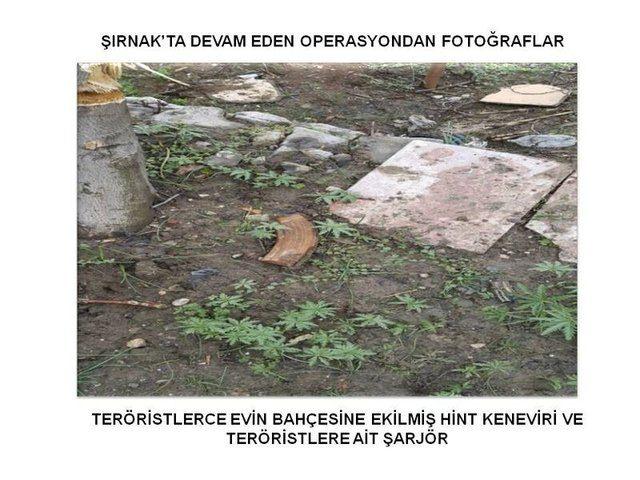 <p>Ayrıca, teröristlerin kullandığı bir evin bahçesine Hint Keneviri ektikleri tespit edildi. </p>