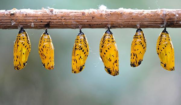 <p><strong>Zehirli kelebekler!</strong><br />
Bazı kelebekler ise larva evresinde onu zehirli yapan ipekotu bitkisi ile beslenir. Bu kelebekler avcıları için oldukça tehlikelidir. </p>
<p> </p>