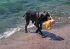 Van Gölü'nde insanlar köpeklere emanet