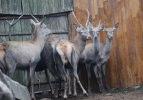 İstanbullu geyikler Karadeniz'e g&ouml;nderildi