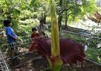Ceset çiçeği amorphophallus titanum