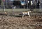 Bu köpekler teröristleri aç bırakacak