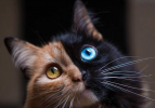 Bu kedi görenleri hayrete düşürüyor