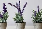 En faydalı aromatik yağlar