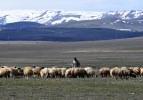 Kars'ta meralar canlanıyor