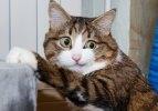 Engelli kedi Rexie'nin sevimli fotoğrafları...