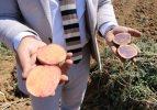 İlk yerli ve milli, renkli patates hasat edildi