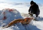 Eskimo usulü yakaladı! Sezonun en büyük balığı