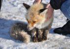Zavallı tilki bu halde bulundu! Hemen harekete ge&ccedil;ildi...