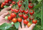 Sahurda domates yemenin faydası nedir? Çiğ domatesin faydaları nelerdir? 7 gün boyunca domates yerseniz ne olur? 