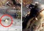 Timsahların akıl almaz görüntüsü dünyayı şaşkına çeviriyor!